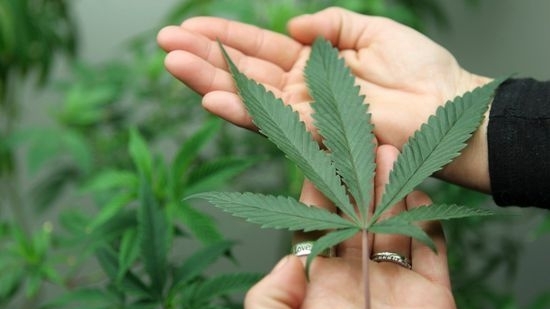 Covid-19: Un traitement avec du cannabis serait possible 